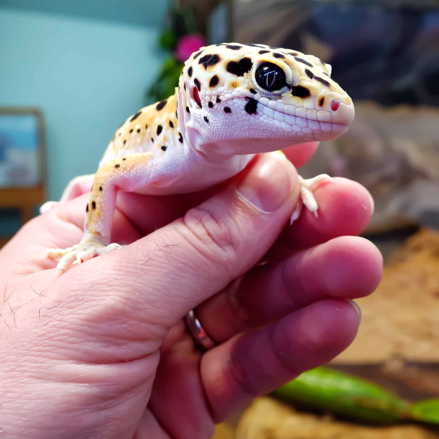buying a leopard gecko healthy pet