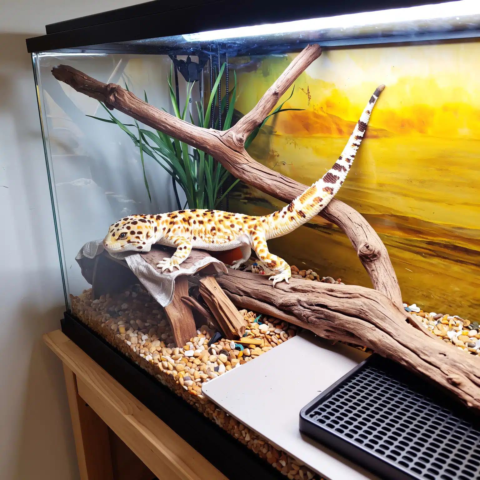 DIY leopard gecko terrarium with hides and décor