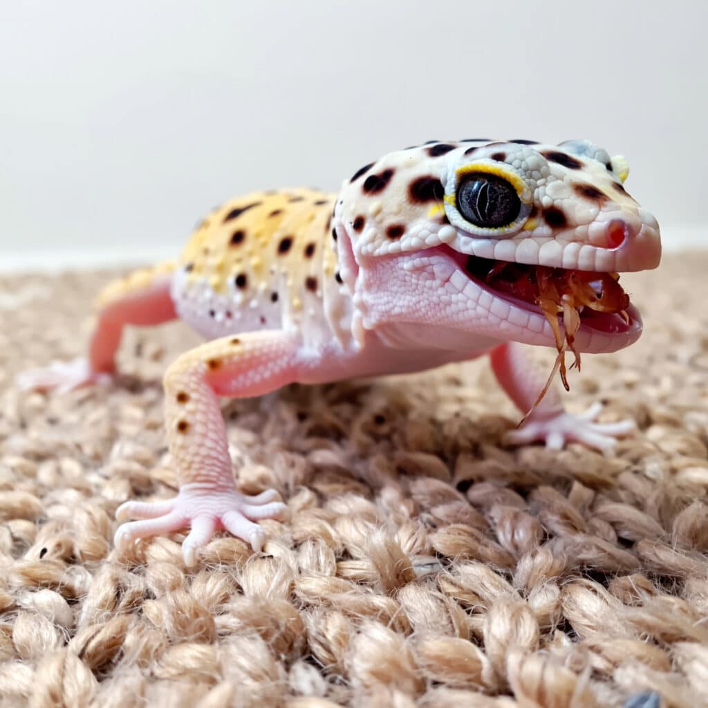 Hatchling leopard gecko eating cricket
