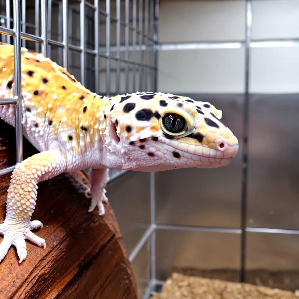leopard gecko for sale breeder vs pet store