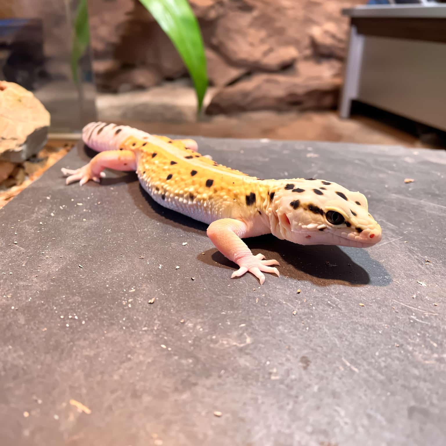 Healthy leopard gecko resting in natural terrarium