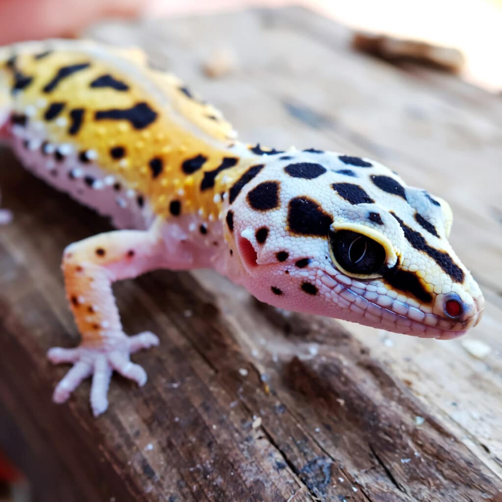 leopard gecko metabolic bone disease signs