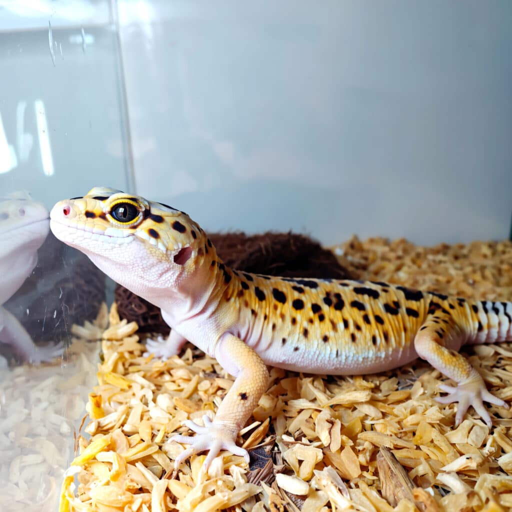 Leopard gecko on unsafe sand substrate