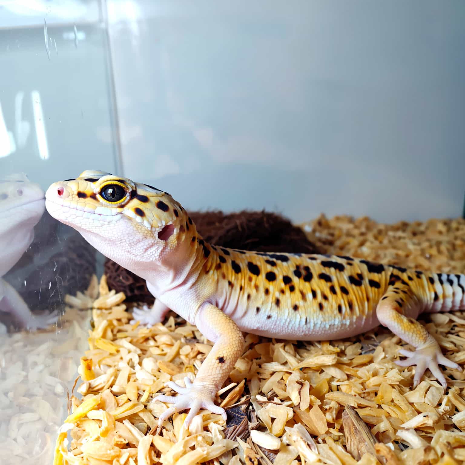 Common leopard gecko care mistakes with unsafe setup