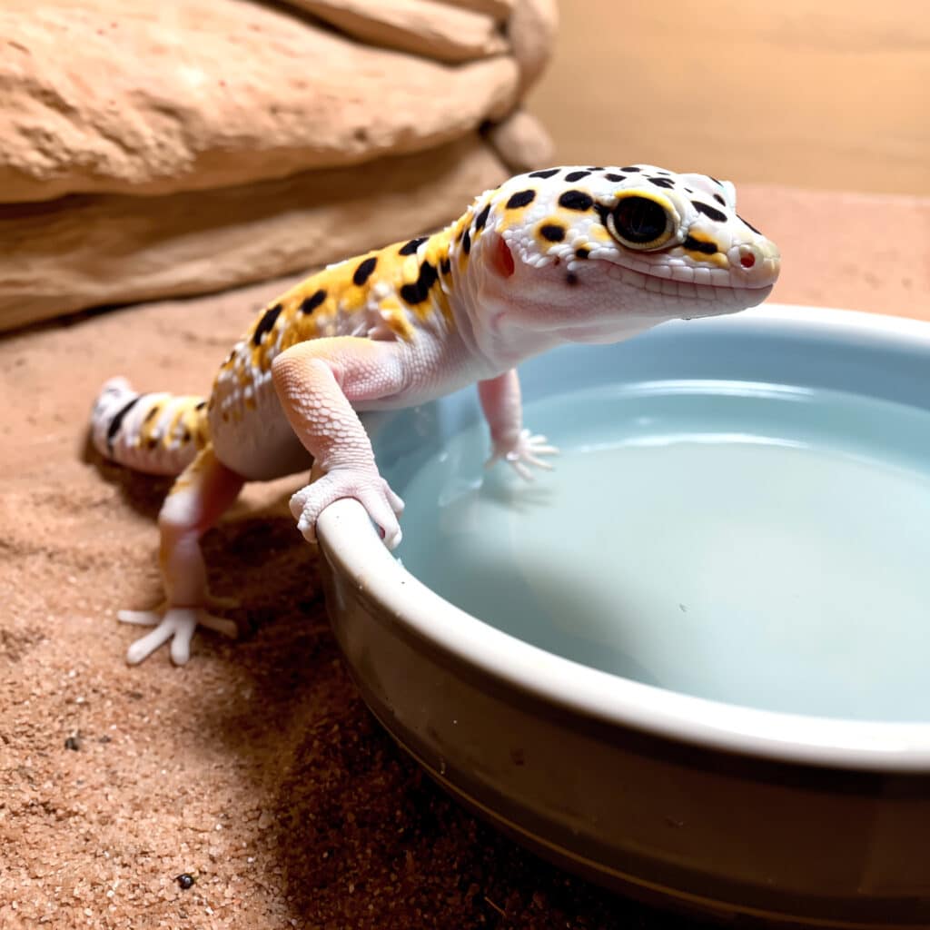 Leopard gecko beside a ceramic water dish in its enclosure.