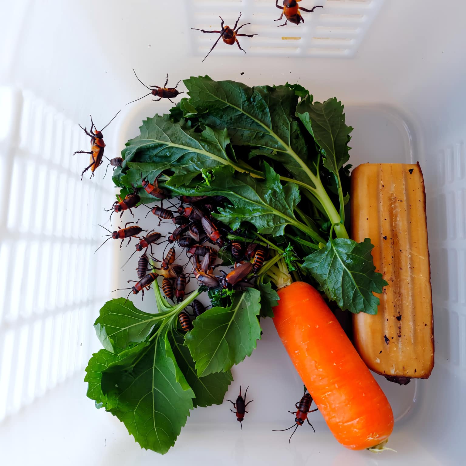 Crickets and dubia roaches gut-loading with vegetables