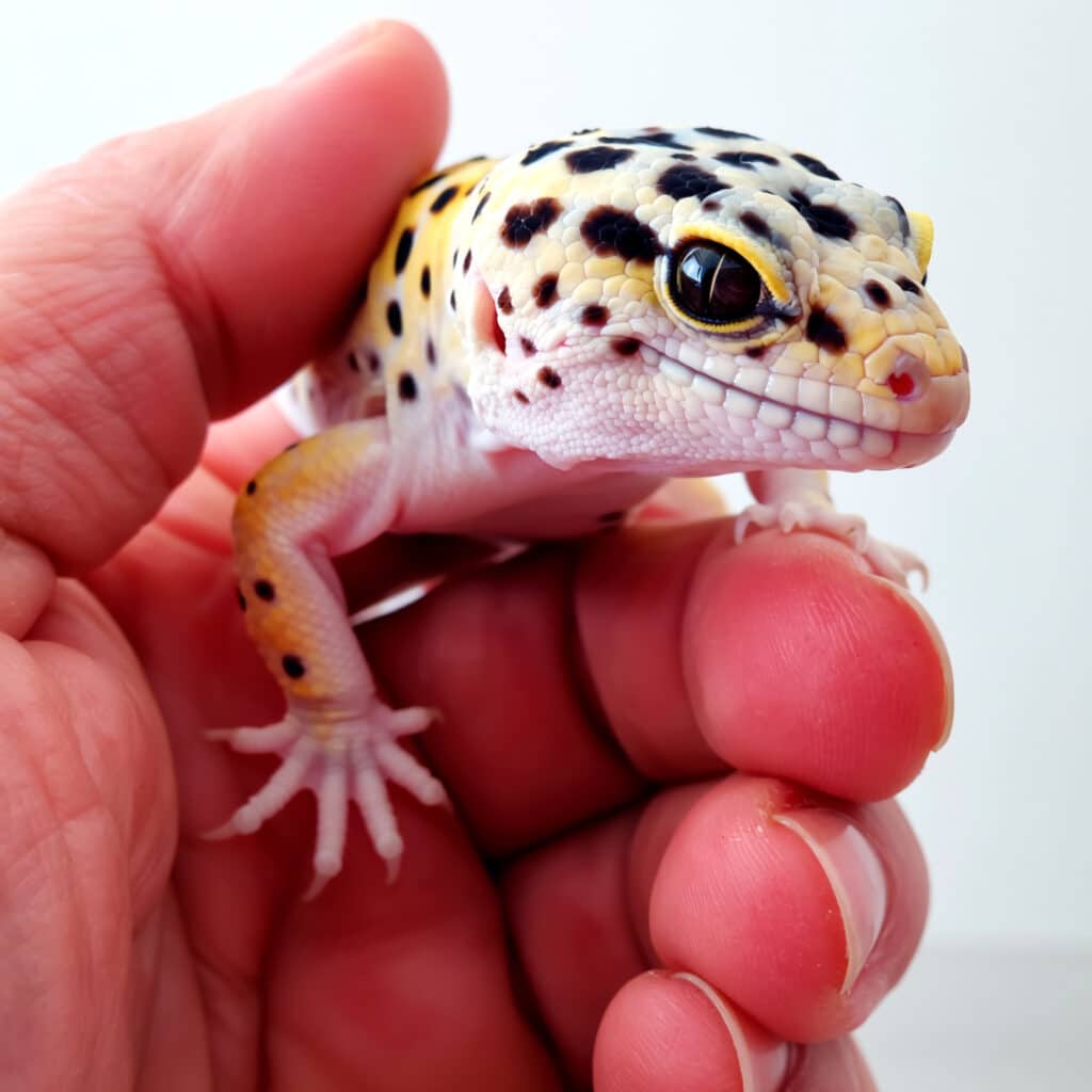Older leopard gecko being gently handled by its owner