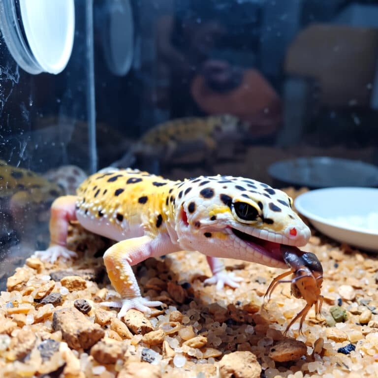 Photo inspiration: Visual Reference: Calcium Vitamin Needs For Leopard Geckos