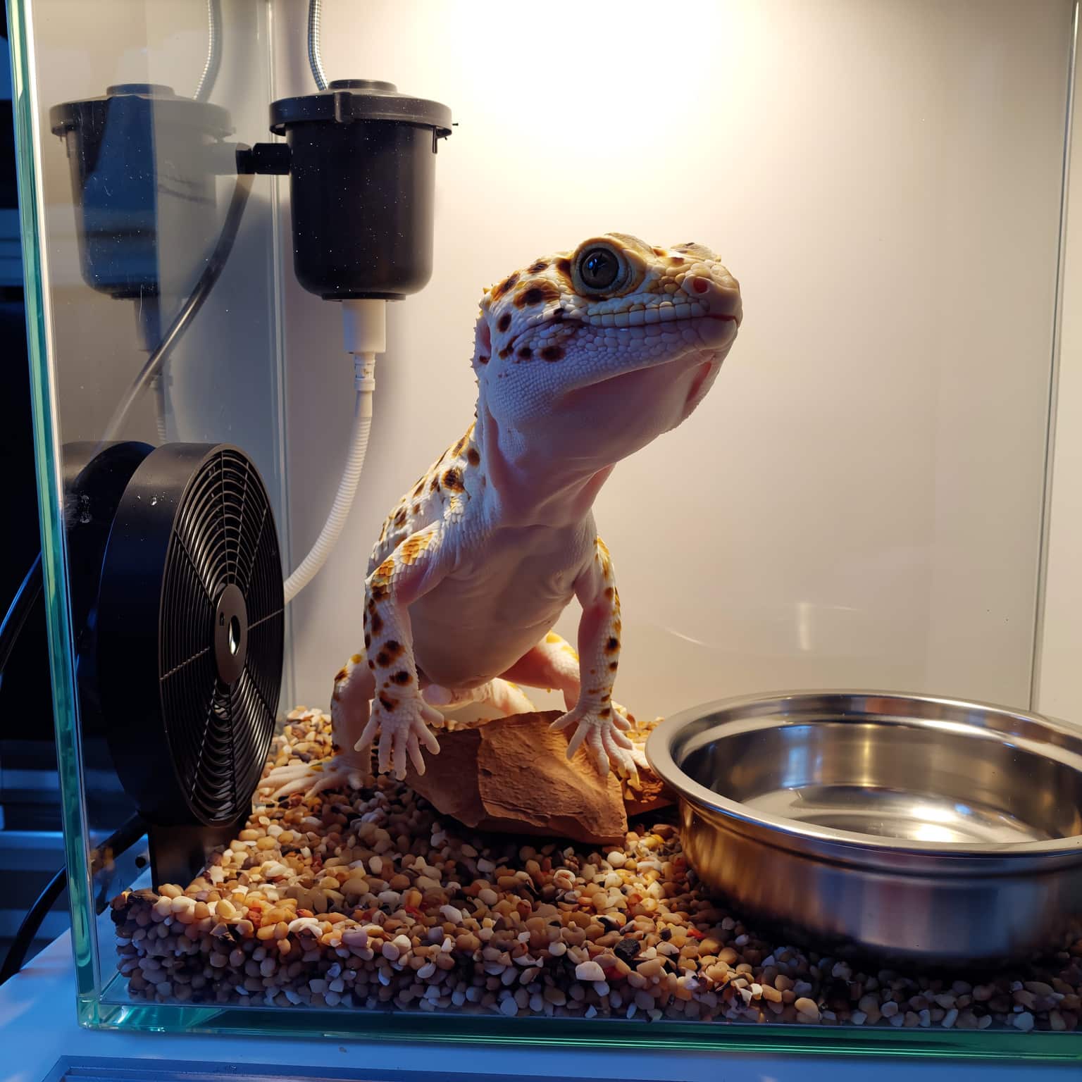 Leopard gecko starter setup with tank, hides, and heating
