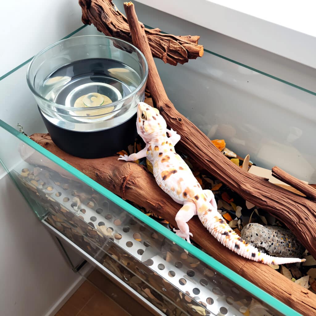 Leopard gecko tank with water bowl on the cool side.