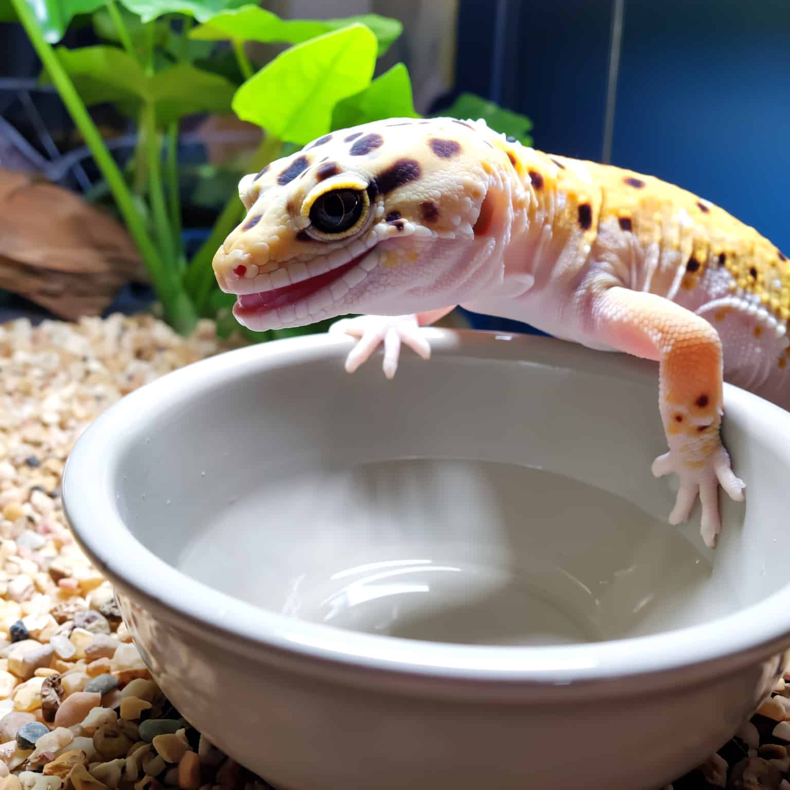 Water Bowl Setup for Leopard Geckos.