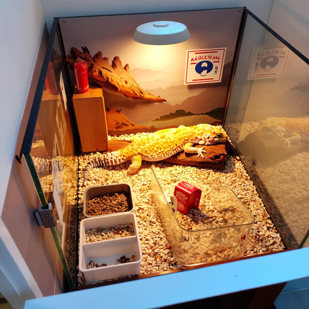 Leopard Gecko Tank Décor Basics (2025 Safe & Natural Setup Ideas) 1 Leopard gecko tank layout showing warm, moist, and cool zones