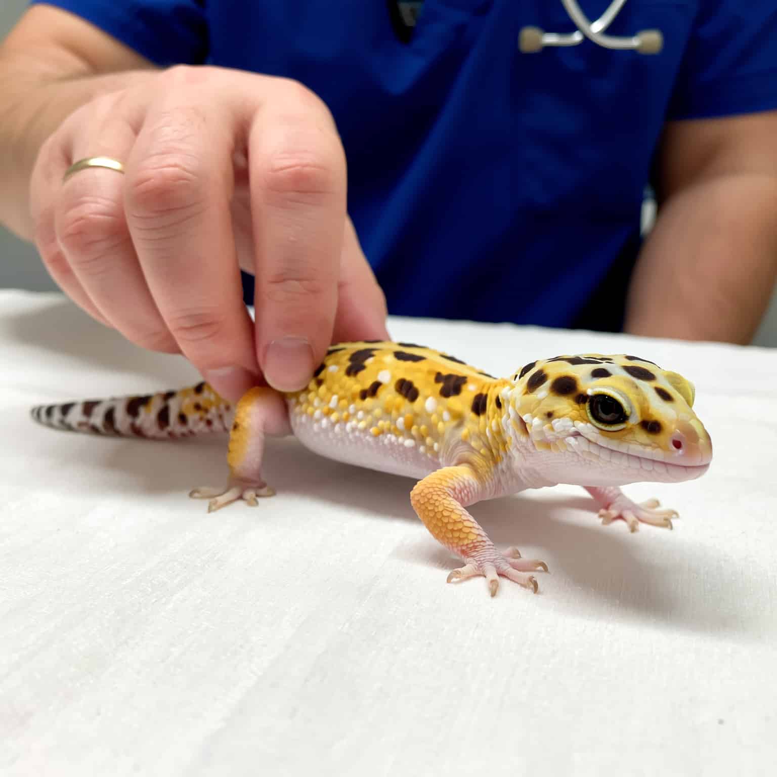 Leopard Gecko Vet & Medical Care Guide